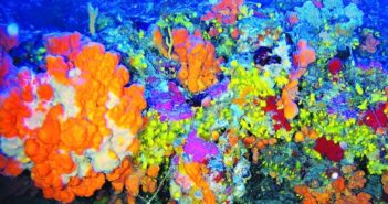 Κοράλλια ηλικίας 7.500 ετών «κρυμμένα» στο Αιγαίο