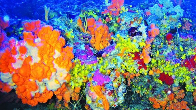 Κοράλλια ηλικίας 7.500 ετών «κρυμμένα» στο Αιγαίο