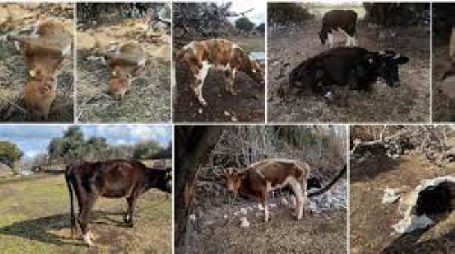 Κολαστήριο ζώων στην Κω: Σκελετωμένες και νεκρές αγελάδες σε απάνθρωπες συνθήκες