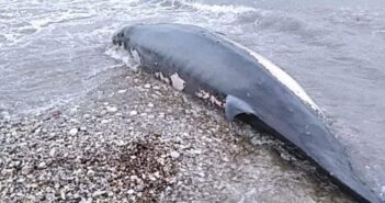 Νεκρή η φάλαινα ζιφιός στην παραλία Κρεμαστής 