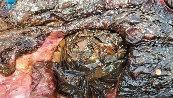 Πλαστικά 15 κιλών στα στομάχια του Ζιφιού που εκθαλασσώθηκε νεκρός στην Κρεμαστή της Ρόδου.