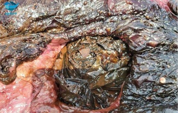Πλαστικά 15 κιλών στα στομάχια του Ζιφιού που εκθαλασσώθηκε νεκρός στην Κρεμαστή της Ρόδου.
