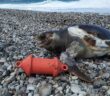 Μία χελώνα καρέτα – καρέτα εντοπίστηκε νεκρή στην Ψαροπούλα