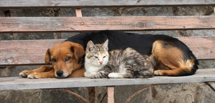 Πρόγραμμα Εθελοντικής Δράσης για την φροντίδα ζώων στο νησί της Ρόδου από το Κέντρο Ελληνικών Σπουδών ΠΑΙΔΕΙΑ και τον Παρροδιακό Σύλλογο Αμερικής "Απόλλων"