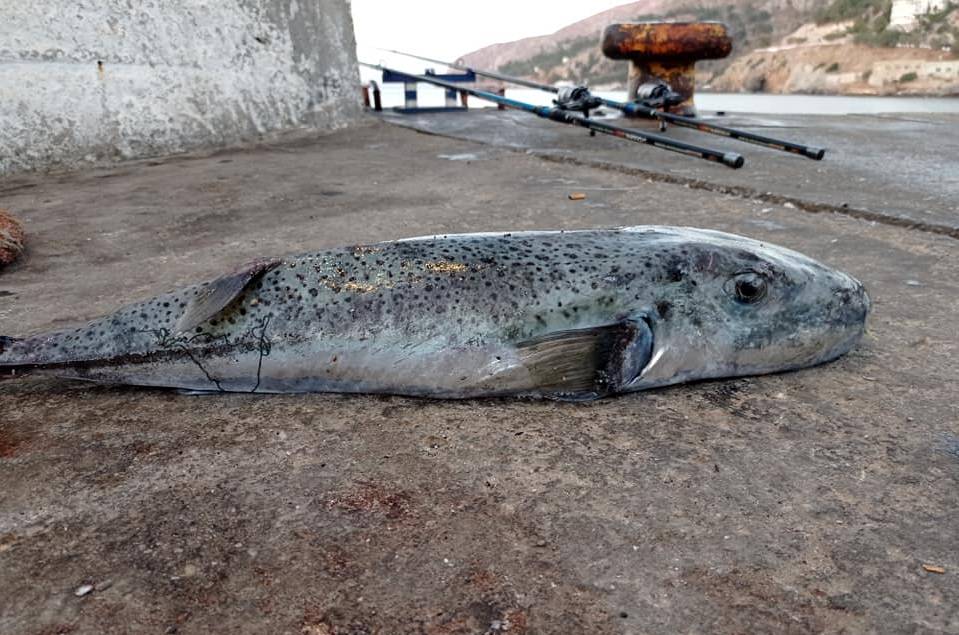 Κάλυμνος: Λαγοκέφαλος «τέρας» στο αγκίστρι ψαρά Ο μεγαλύτερος που έχουμε δει ποτέ στην Ελλάδα