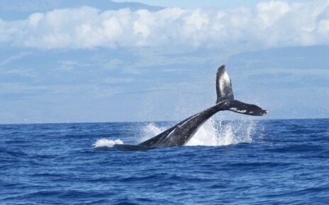 Φάλαινα εμφανίστηκε στη Μαρμαρίδα