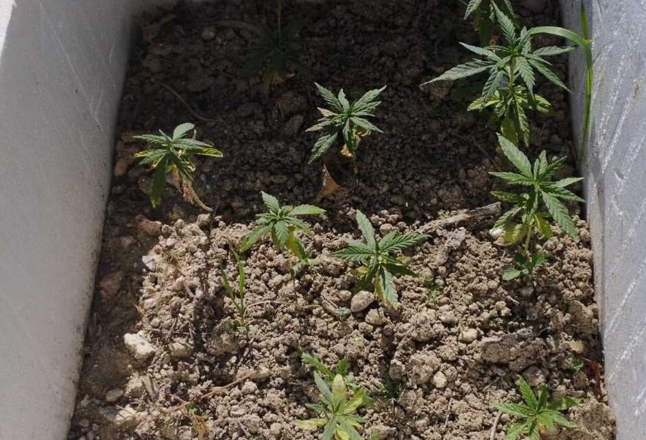 Εκριζώθηκε καλλιέργεια φυτών κάνναβης στη Ρόδο